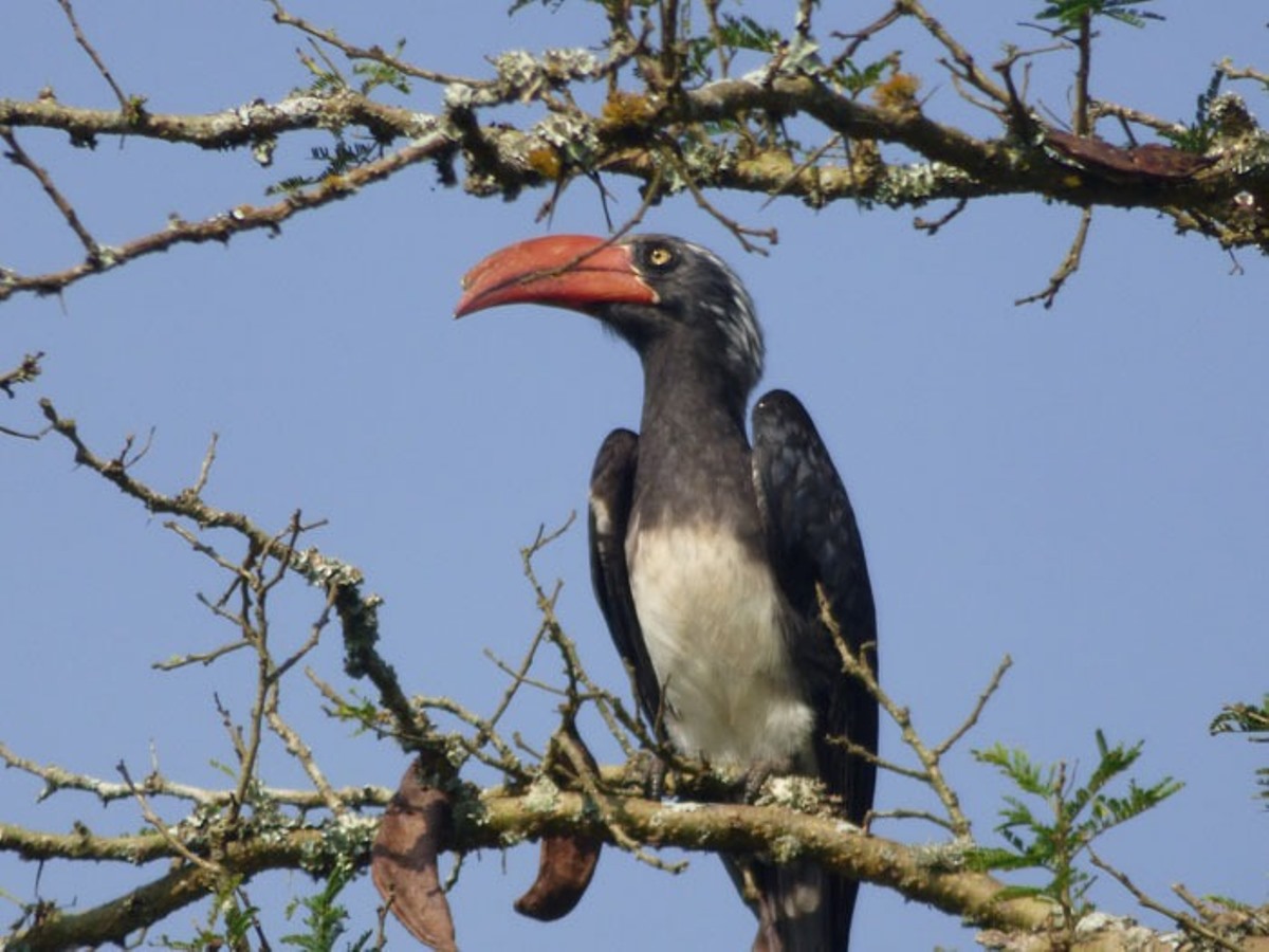 A photograph of a Crowned Hornbill taken during a birdwatching tour to Katonga Wildlife Reserve in Western Uganda