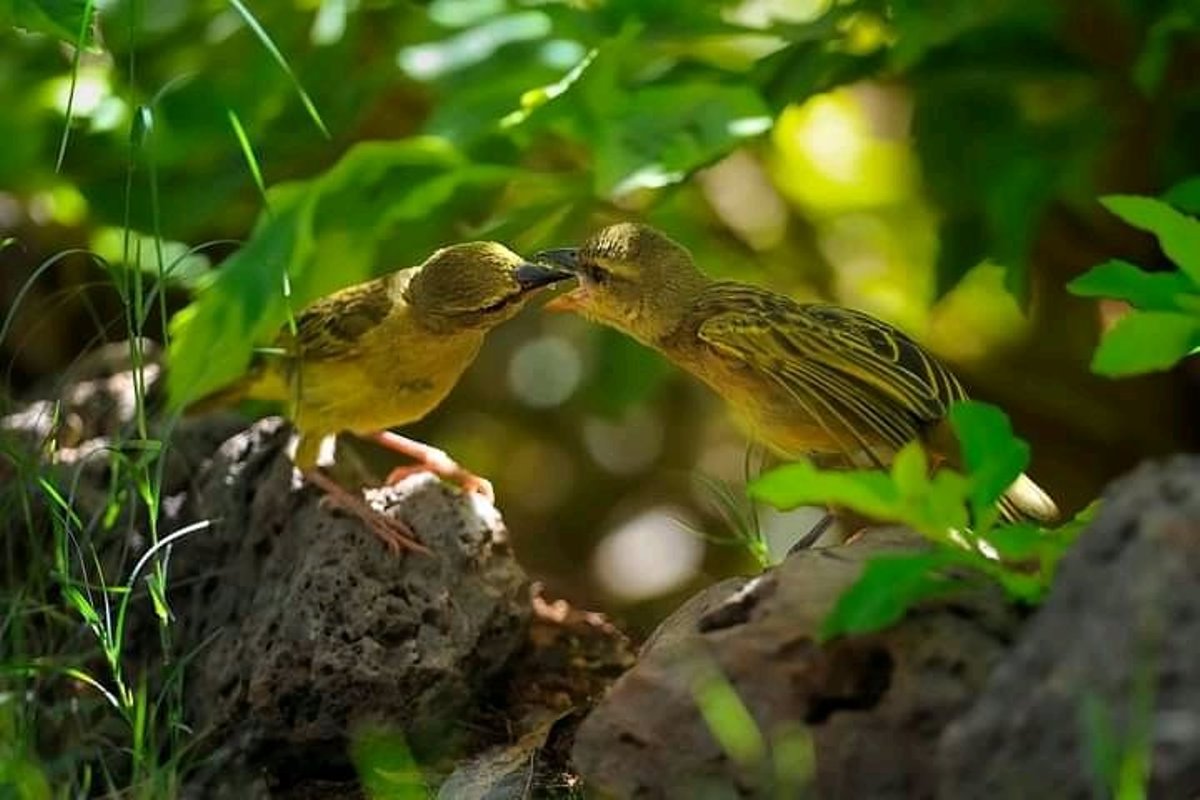 A photograph of a pair of birds sharing food shot from Lake Opeta area located in Eastern Uganda.