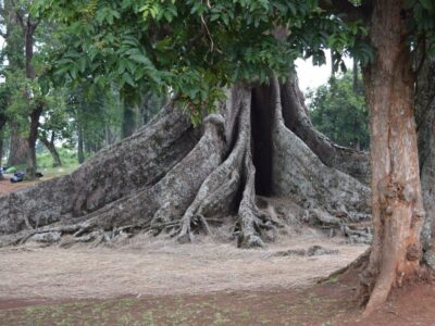 A photograph of the Nakayima Tree in Mubende, Uganda