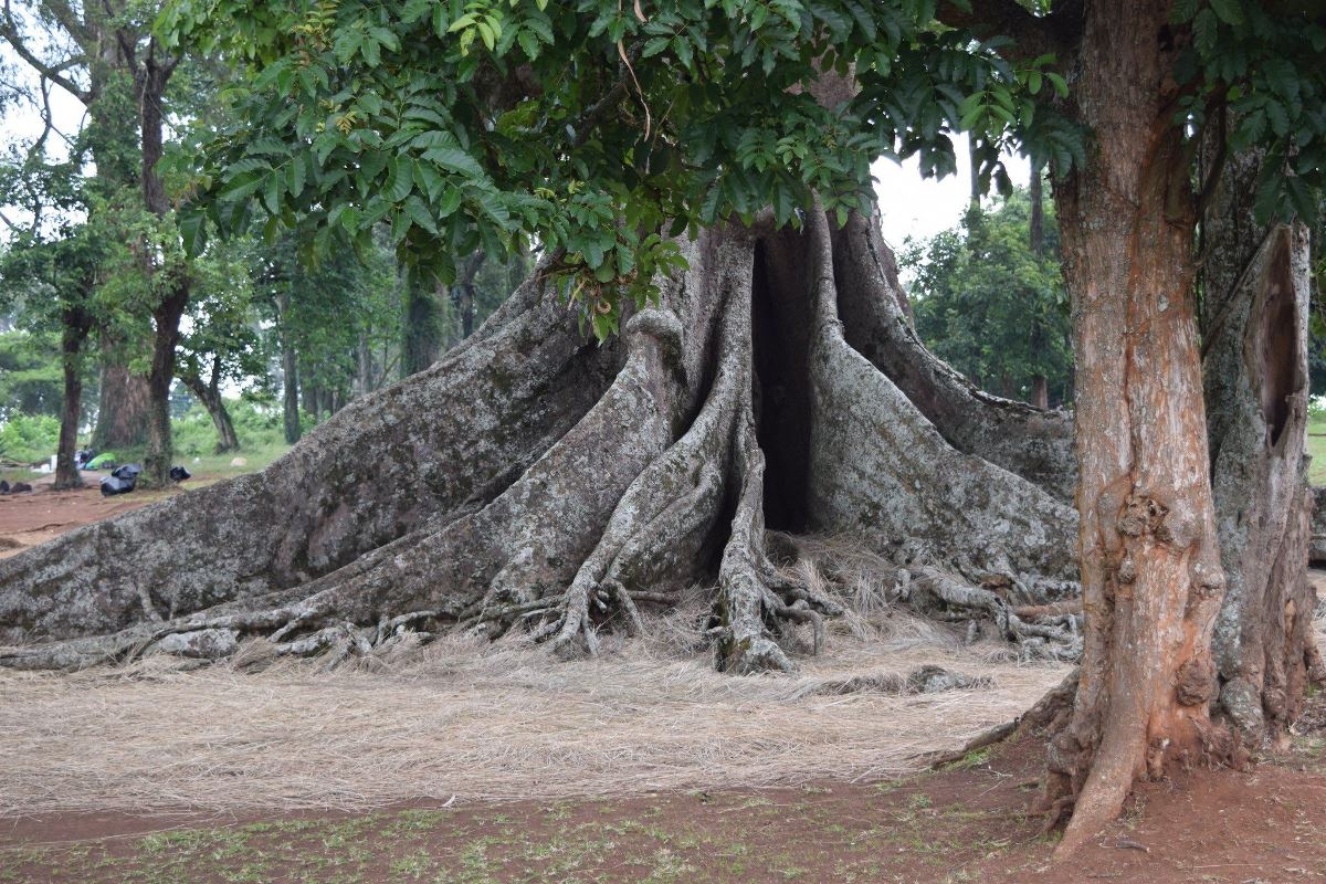 A photograph of the Nakayima Tree in Mubende, Uganda