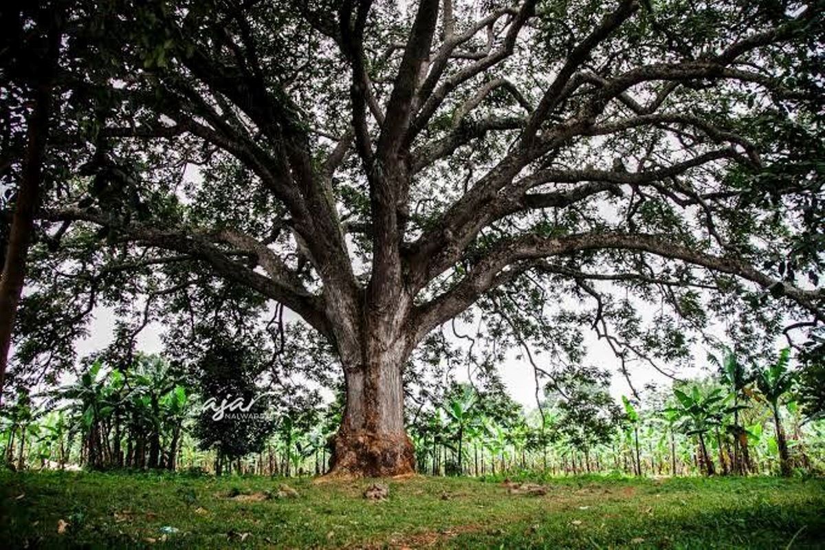 A photograph of the Mboneredde Tree in Naggalabi Buddo on Buddo Hill in Uganda