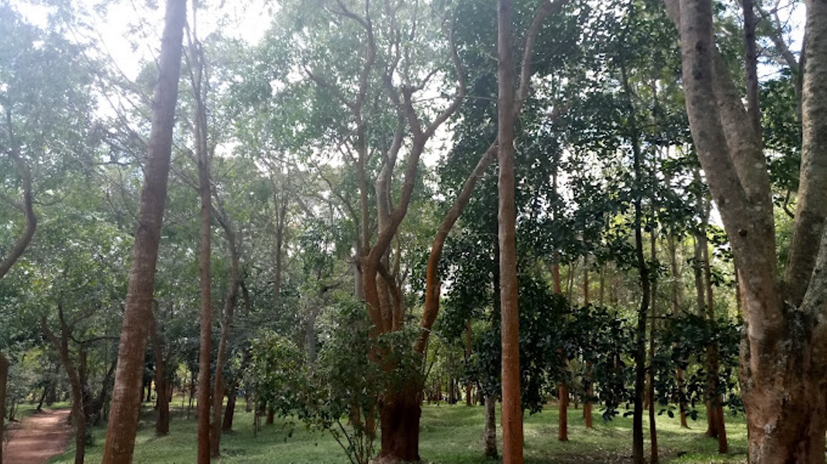 A photograph of trees taken while at Tanda Archeological pits in Uganda