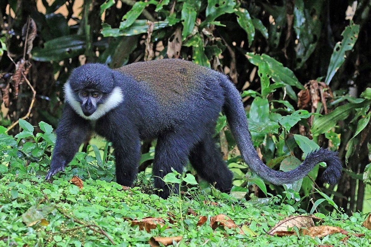 Photograph of a Lhoests monkey taken during a primates tracking tour in Gishwati Mukura National park in Rwanda