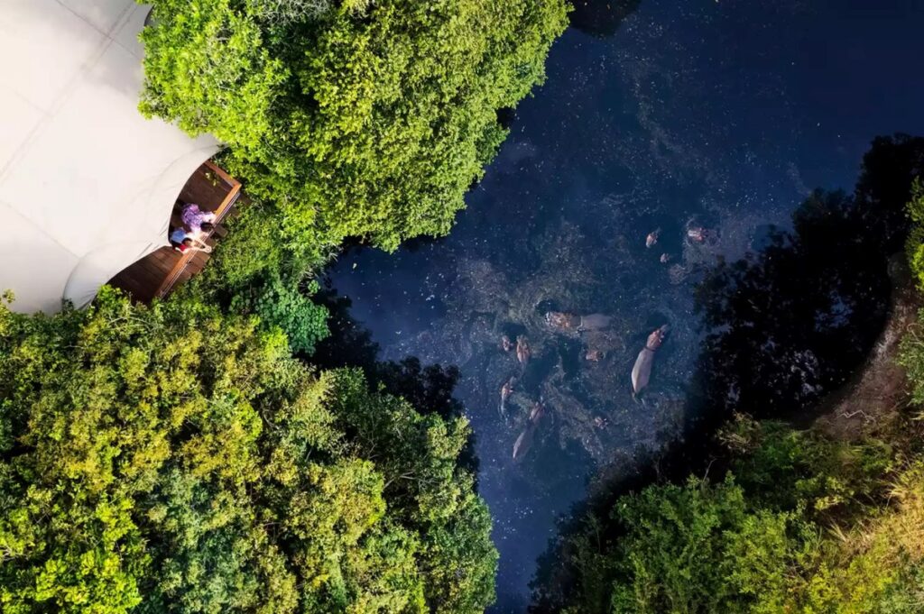 Photograph of hippos seen in the Ntiakitiak River outside of the Mara Toto Tree Camp in Maasai Mara National Reserve