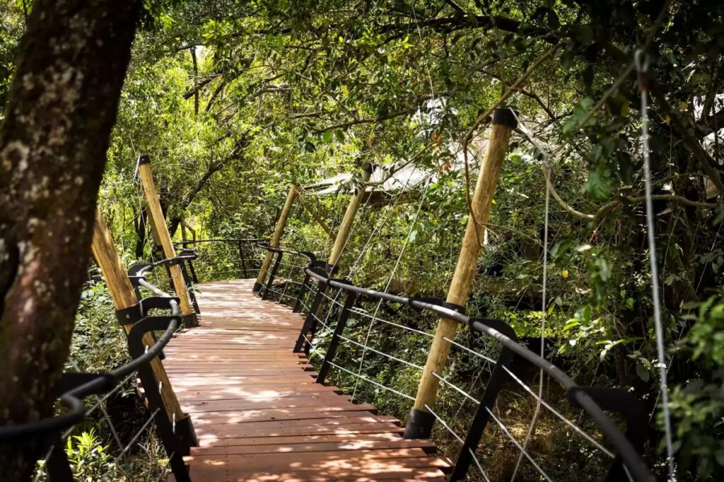 Photograph of the camp's tree top walk ways