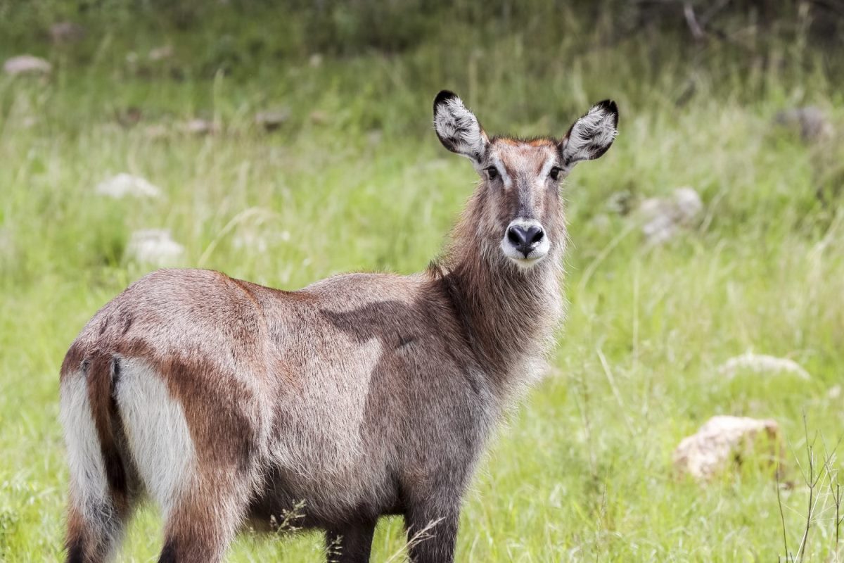 Photograph of a waterbuck taken during a safari game drive tour in Akagera National Park in Rwanda.