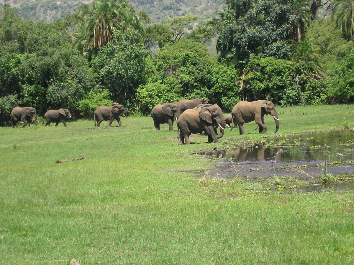 Photograph of a group of elephants taken during a safari game drive tour in Akagera National Park in Rwanda.