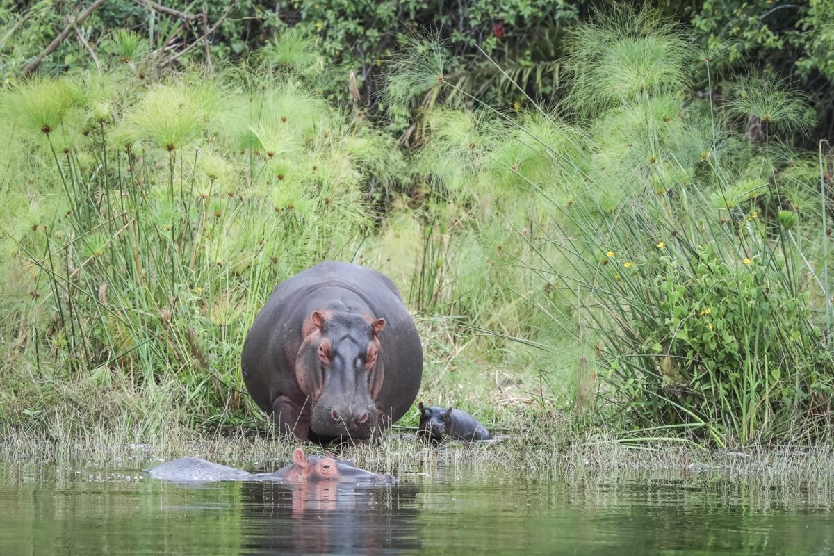 Photograph of adult rhinos and a young one taken during a boat cruise tour in Akagera National Park in Rwanda