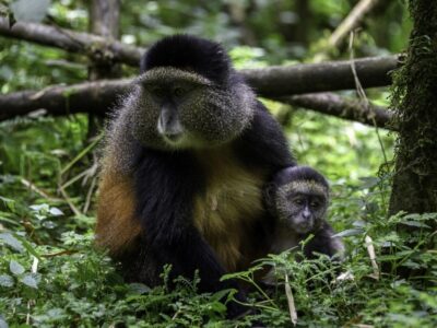 Photograph of a Golden monkey taken during a primates tracking tour in Gishwati Mukura National park in Rwanda