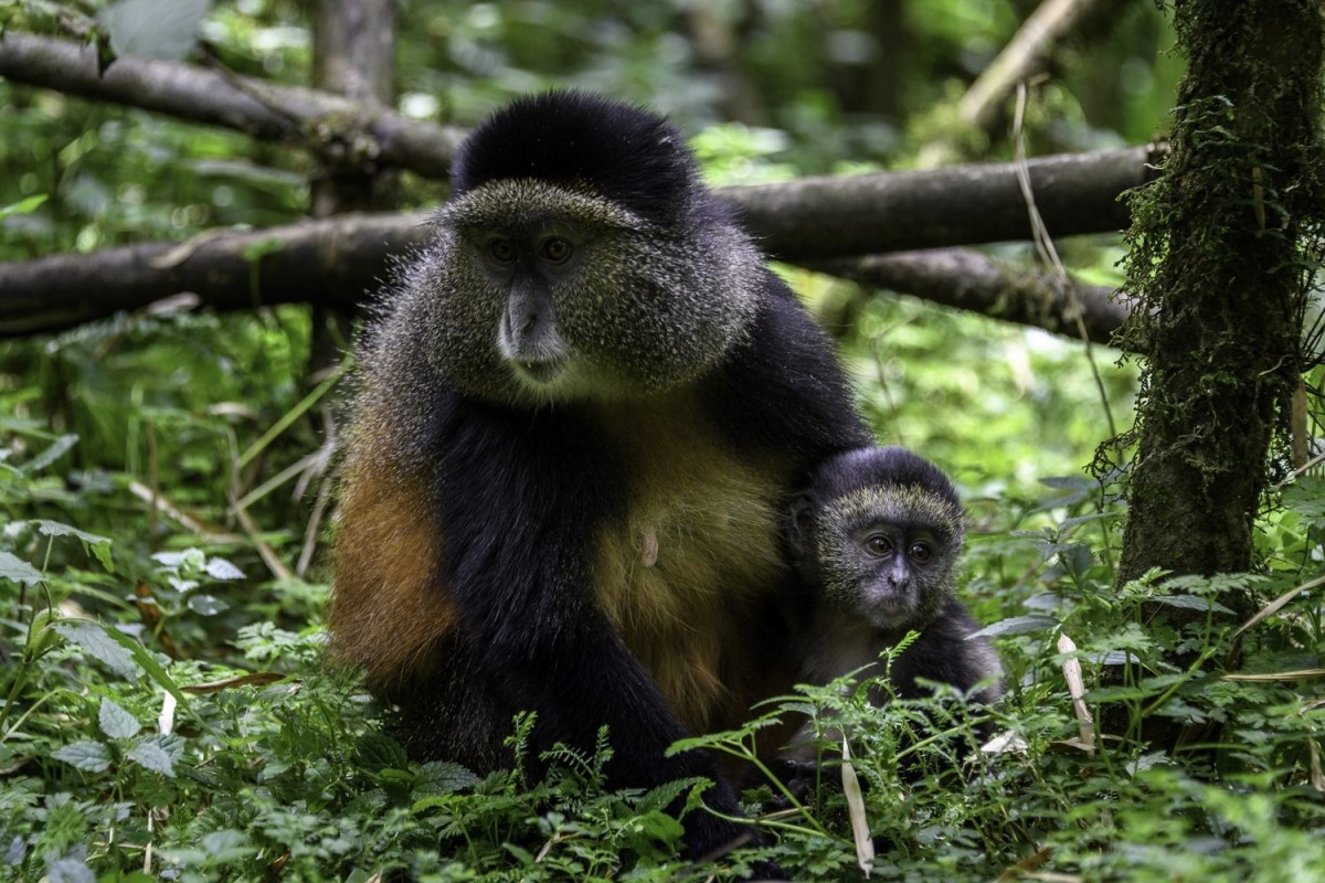 Photograph of a Golden monkey taken during a primates tracking tour in Gishwati Mukura National park in Rwanda