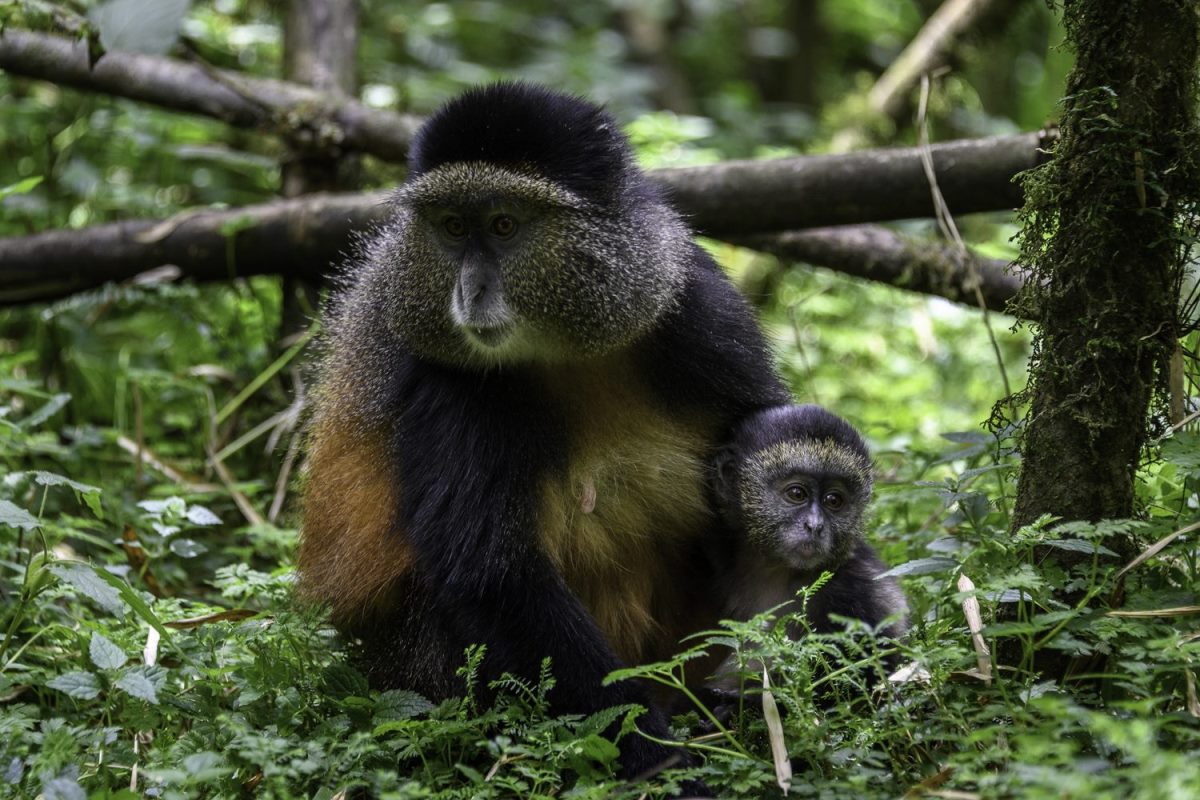 Photograph of a golden monkey and its young one taken during a gorilla trekking tour in Volcanoes National Park in Rwanda