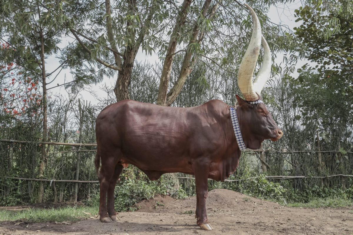 Photograph of a long - horned Inyambo cow taken during a cultural tour in Rwanda's Cultural Heritage Corridor in Rwanda