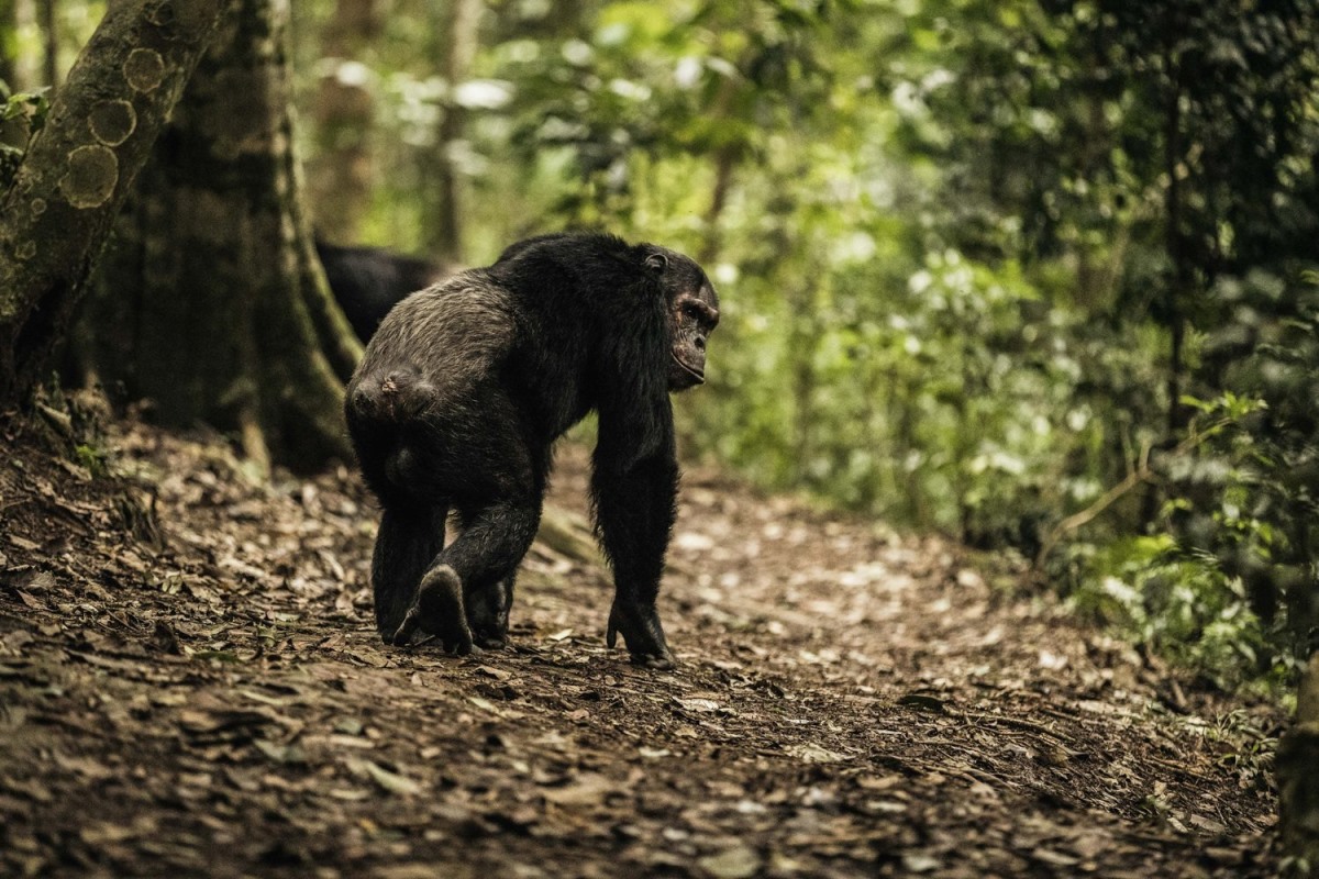 Photograph of a Chimpanzee taken during a primates tracking tour in Gishwati Mukura National park in Rwanda