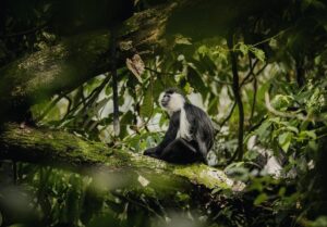 Photograph of a Black-and-White Colobus taken during a primates tracking tour in Nyungwe National Park in Rwanda