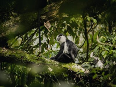 Photograph of a Black-and-White Colobus taken during a primates tracking tour in Nyungwe National Park in Rwanda