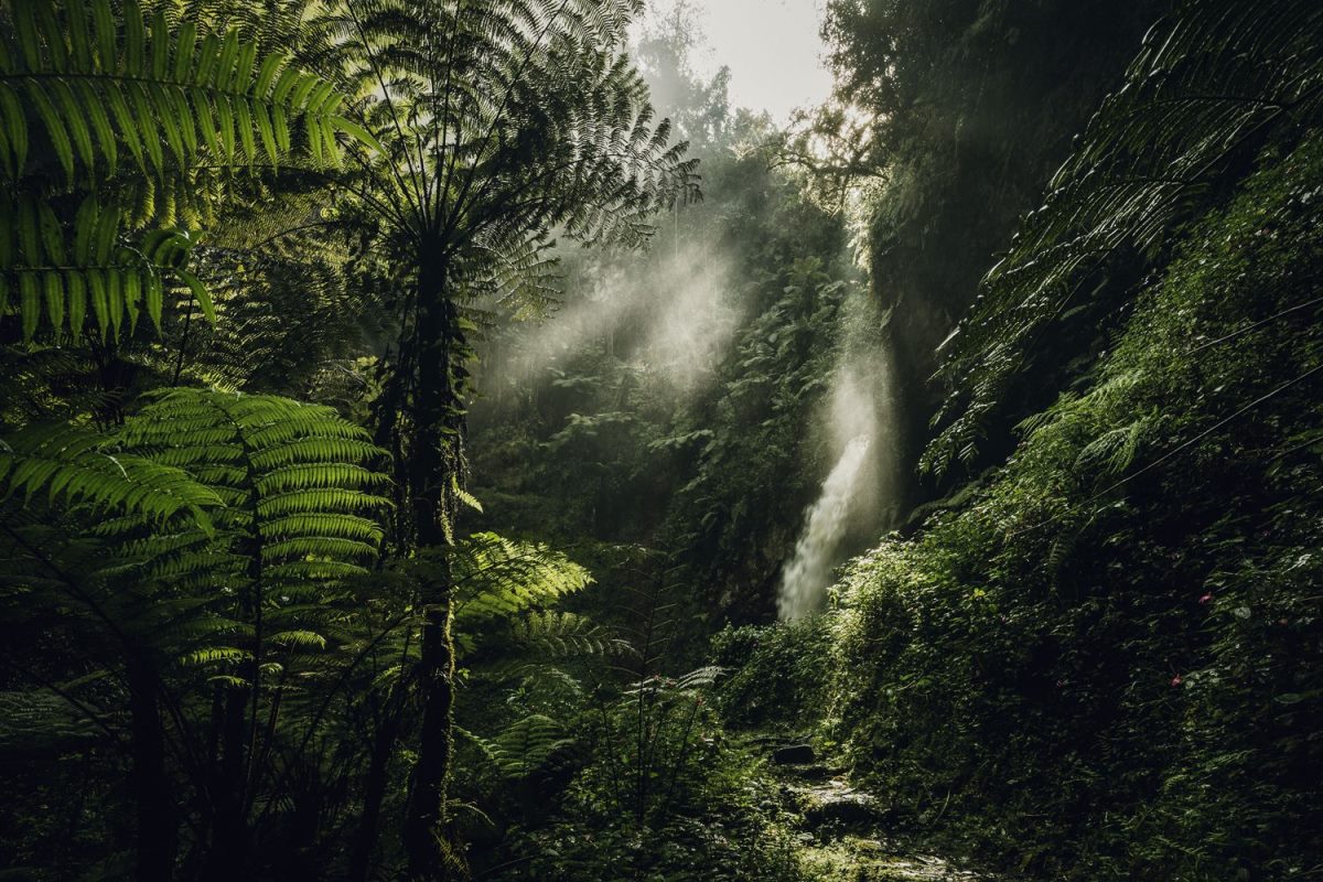 Photograph of the lush vegetation taken during a nature walking tour in Nyungwe National Park in Rwanda.