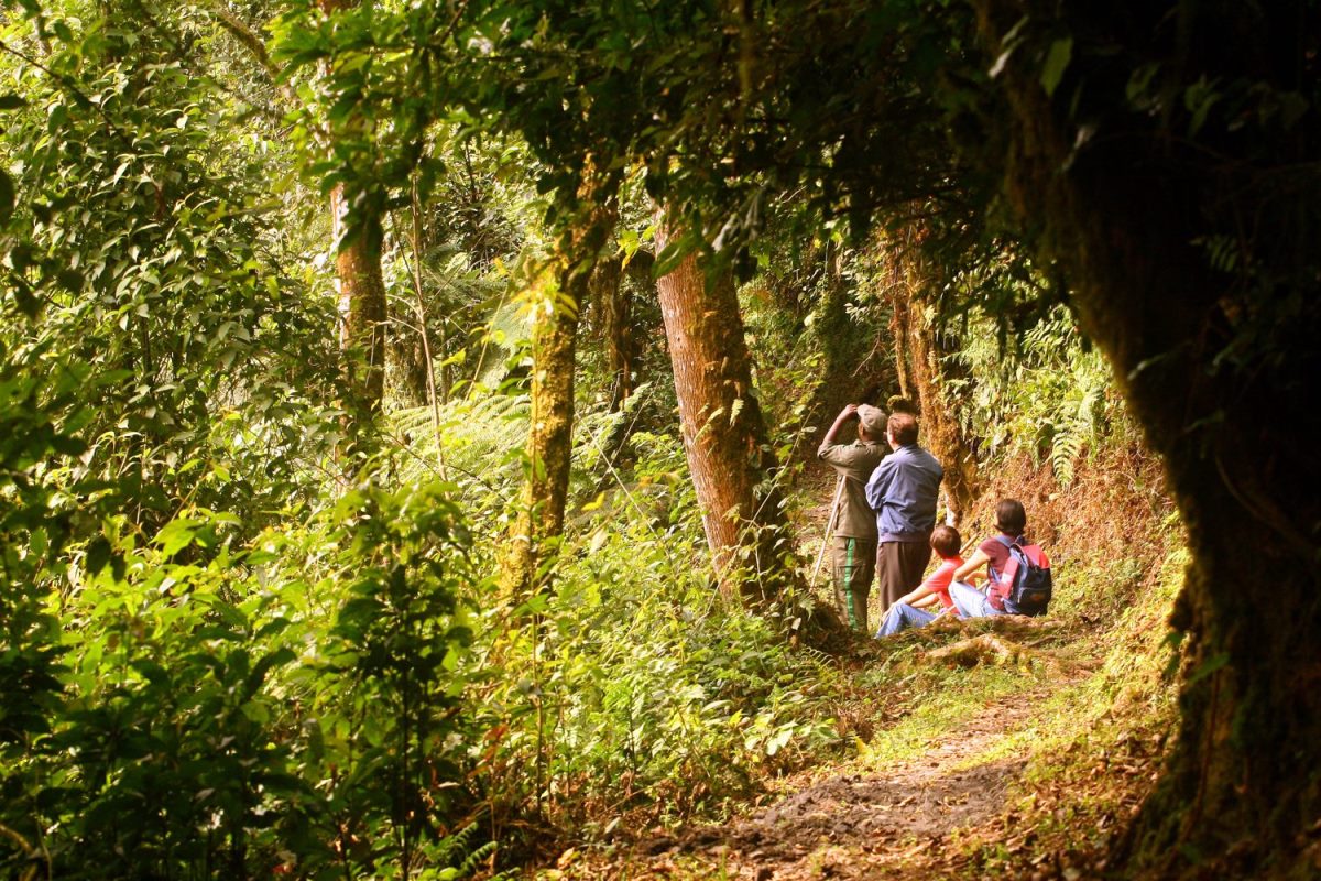 Photograph of tourists and their guide taken during a birdwatching tour in Nyungwe National Park in Rwanda