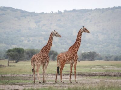 Photograph of a pair of giraffes taken during a safari game drive tour in Akagera National Park in Rwanda.