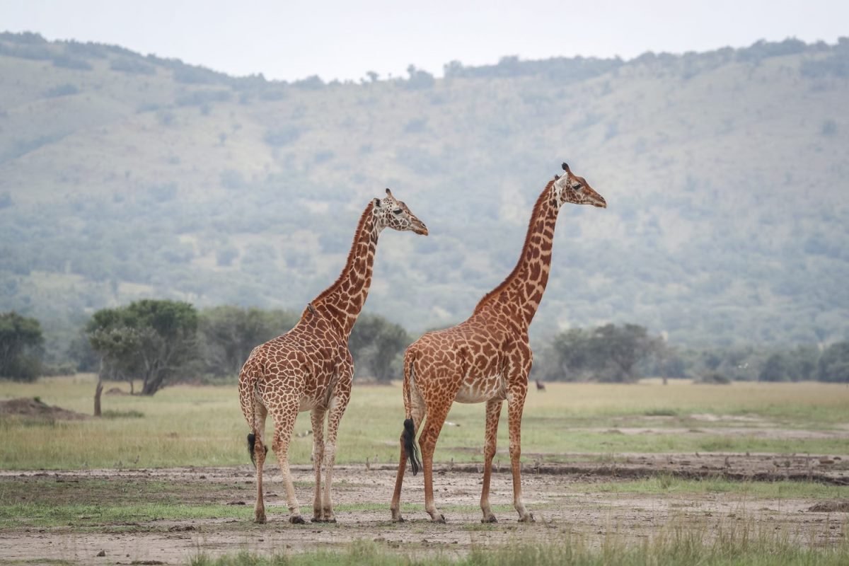 Photograph of a pair of giraffes taken during a safari game drive tour in Akagera National Park in Rwanda.