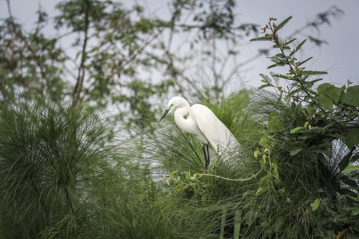 Photograph of a little egret taken during a boat cruise tour in Akagera National Park in Rwanda