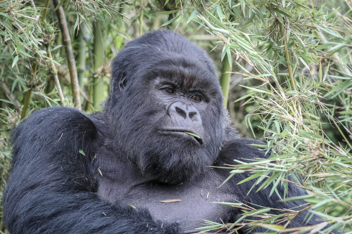 Photograph of a mountain gorilla taken during a gorilla trekking tour in Volcanoes National Park in Rwanda.