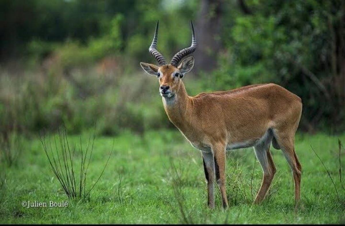 Photograph of an impala taken during a wildlife tour in Nairobi National Park in Kenya