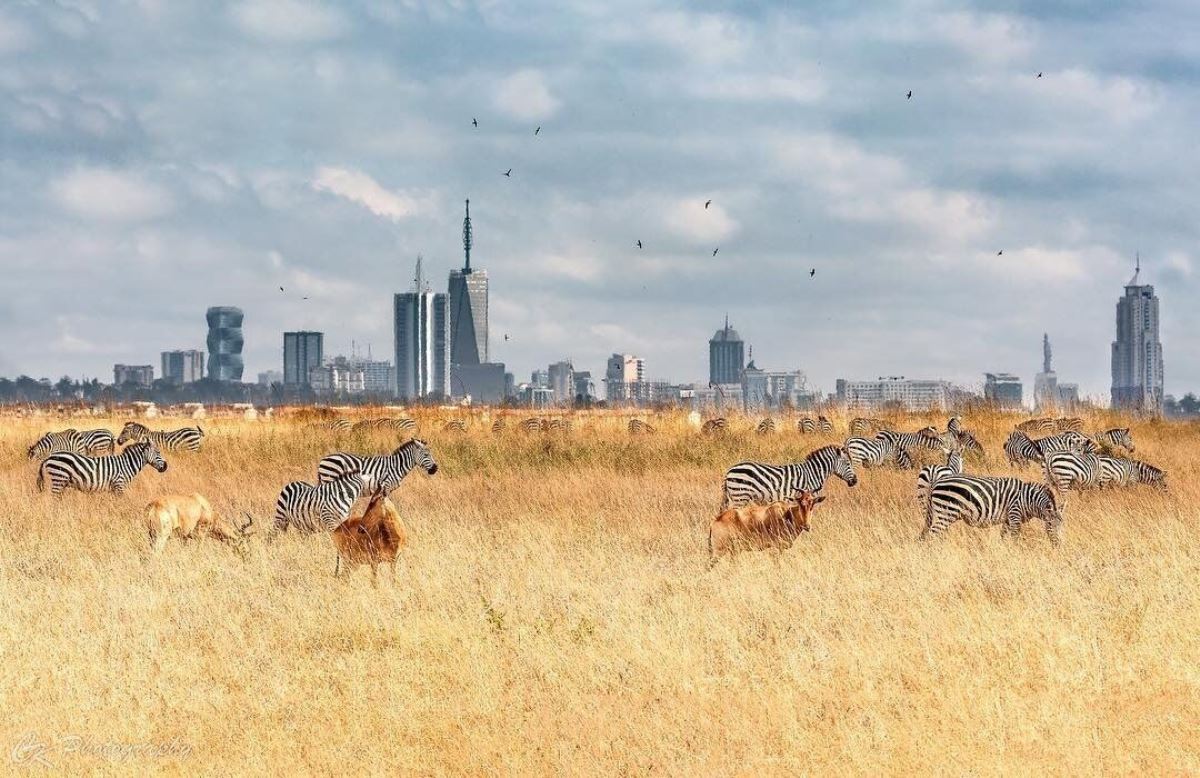 Photograph of zebras and elands taken during wildlife tour to Nairobi National Park in Nairobi, Kenya