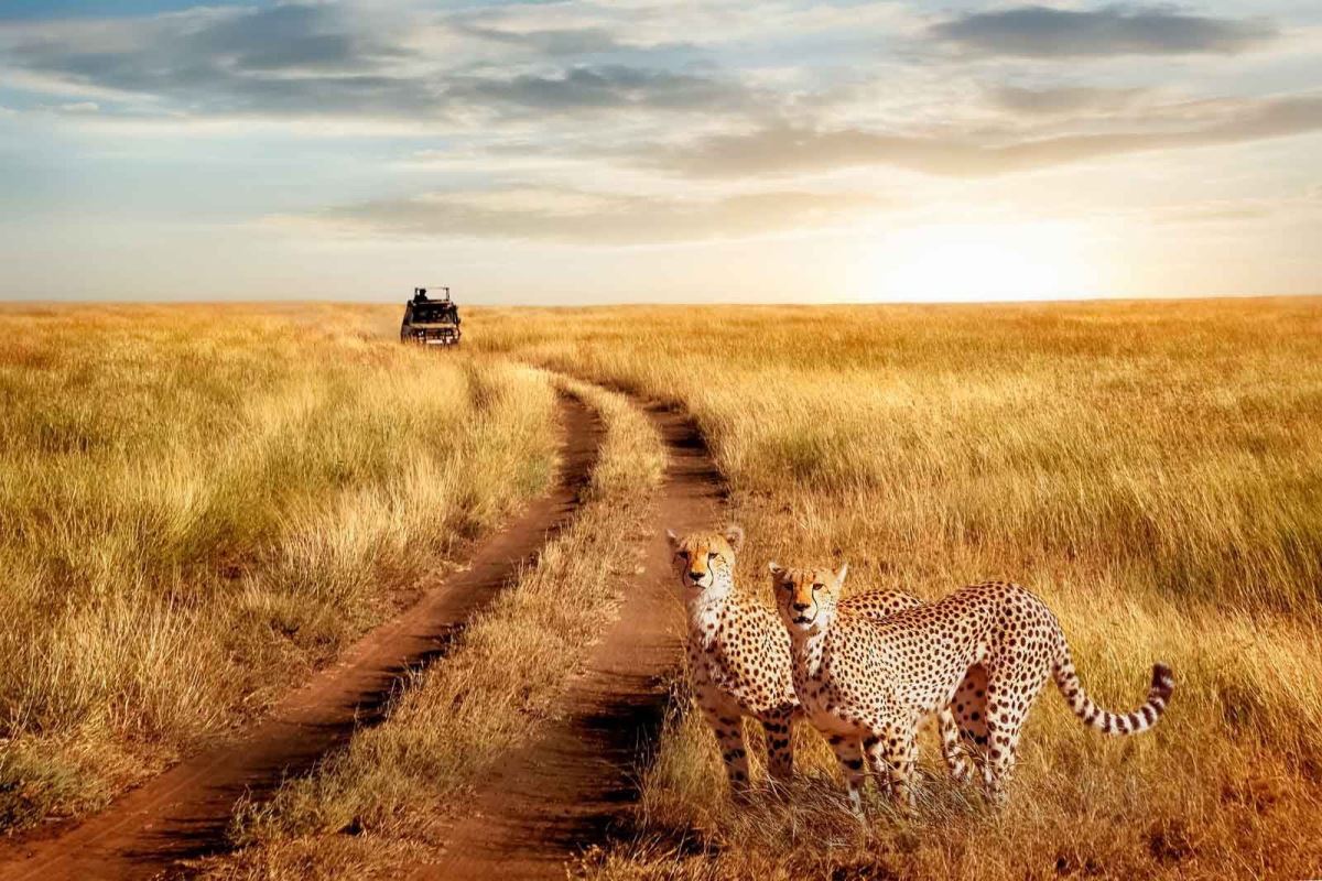 Photograph of a pair of cheetahs taken during a wildlife tour in Serengeti National Park in Tanzania
