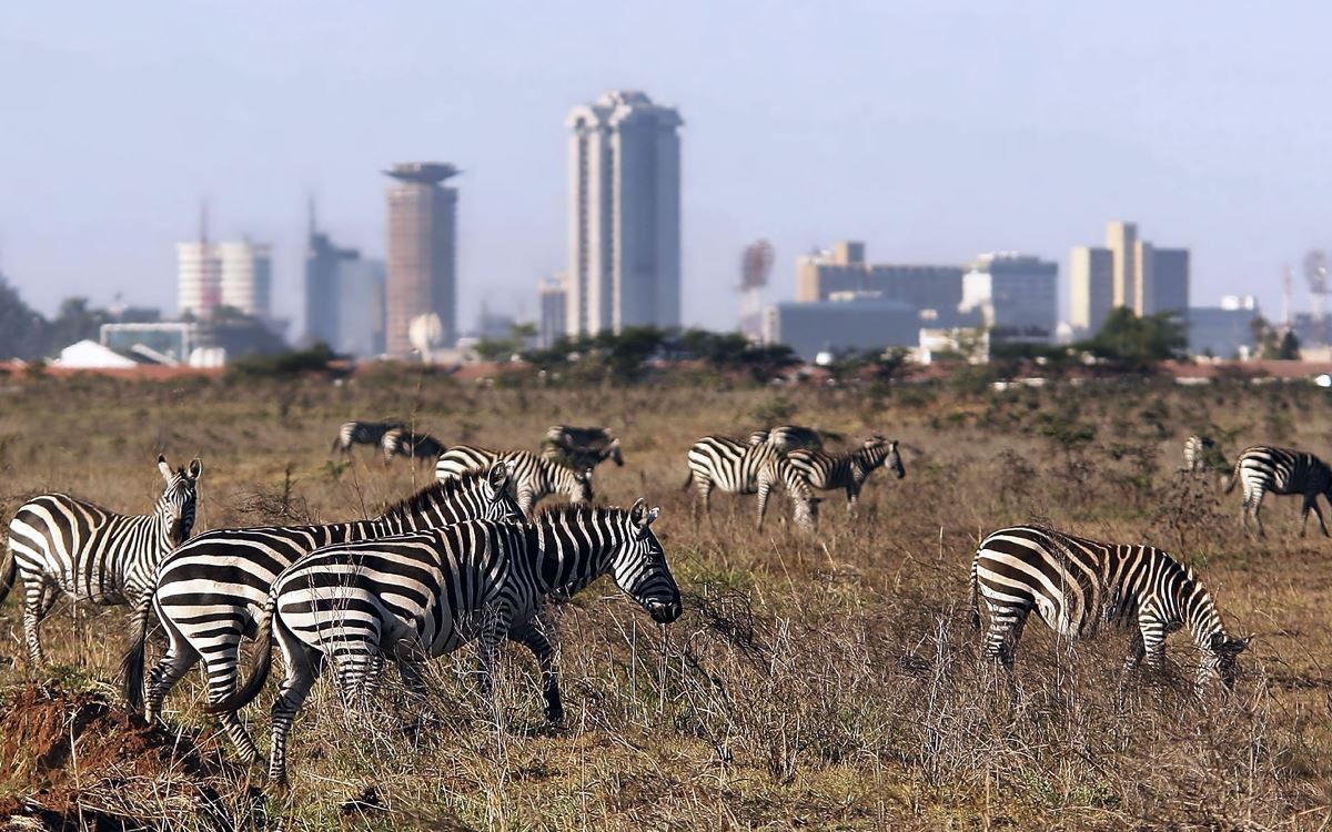 Photograph of a group of zebras taken during a wildlife tour in Nairobi National Park in Nairobi, Kenya