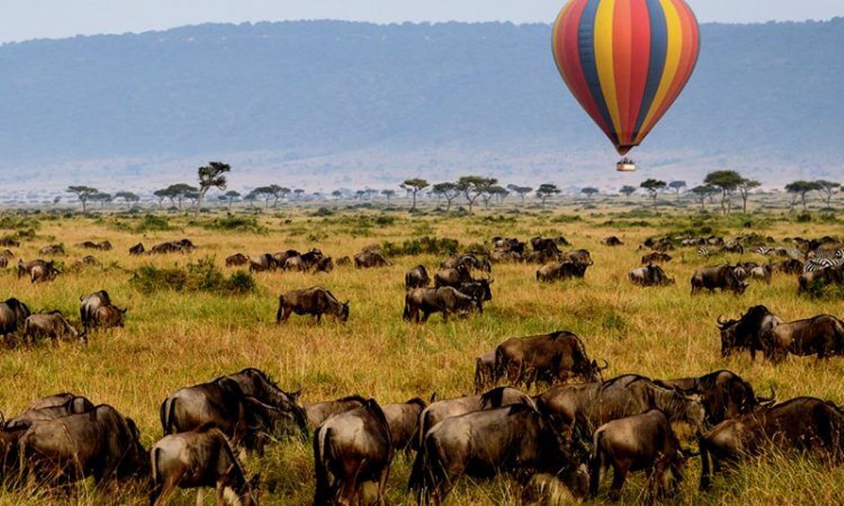 Photograph of a group of blue wildebeests and zebras taken during a wildlife tour in Serengeti National Park in Tanzania