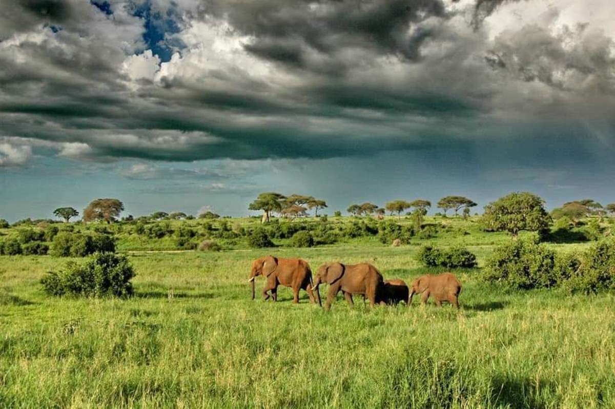 Photograph of adult elephants and their young ones taken during a wildlife tour in Serengeti National Park in Tanzania