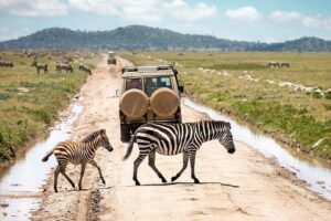 Photograph of a zebra and its young one taken during a wildlife tour in Serengeti National Park in Tanzania.