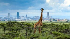 Photograph of a giraffe taken during a wildlife tour in Nairobi National Park in Kenya