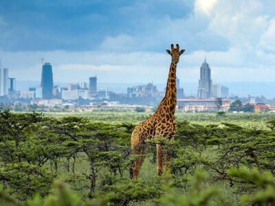 Photograph of a giraffe taken during a wildlife tour in Nairobi National Park in Kenya