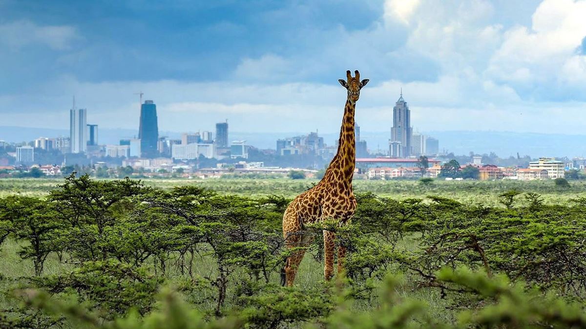 Photograph of a giraffe taken during a wildlife tour in Nairobi National Park in Kenya