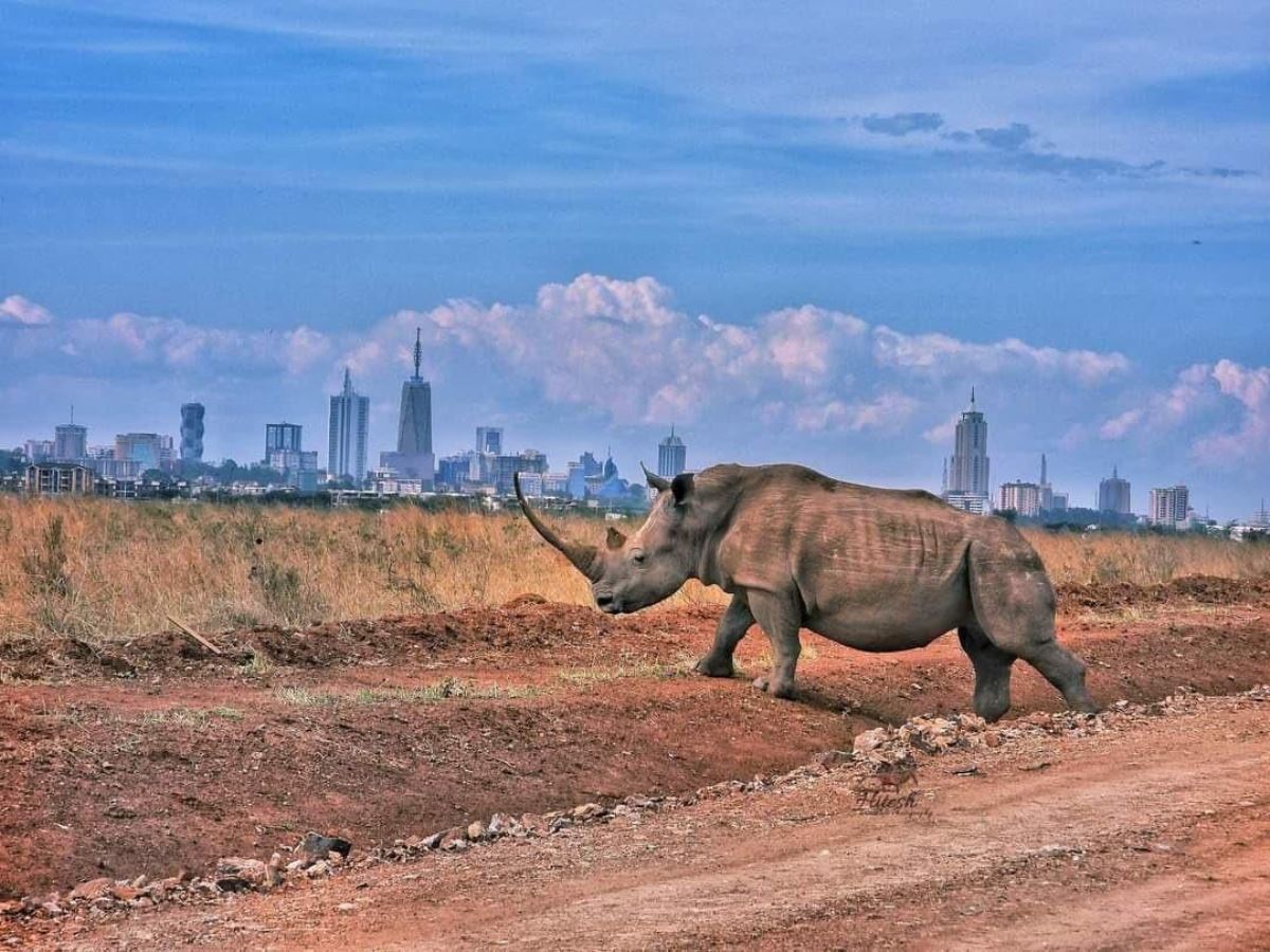 Photograph of an adult rhino taken during wildlife tour to Nairobi National Park in Nairobi, Kenya.