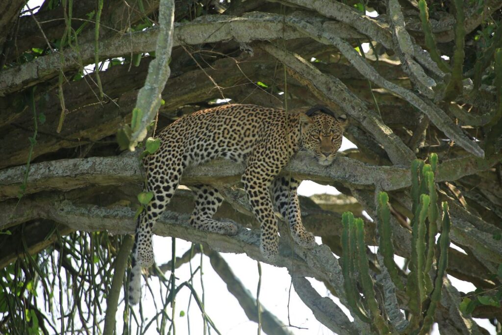 Photograph of an African leopard taken during a wildlife safari game drive in of Uganda's National Parks