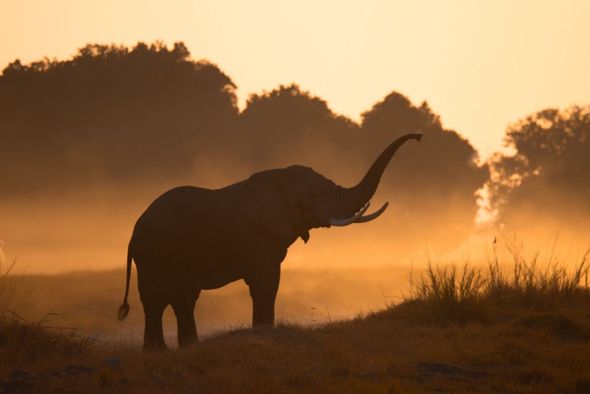 Photograph of an adult elephant taken during a wildlife safari game drive in Amboseli National Park, Kenya