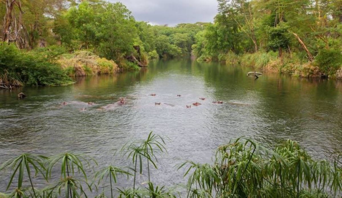 Photograph of hippos in water taken during a wildlife safari game drive in Tsavo National Park, Kenya