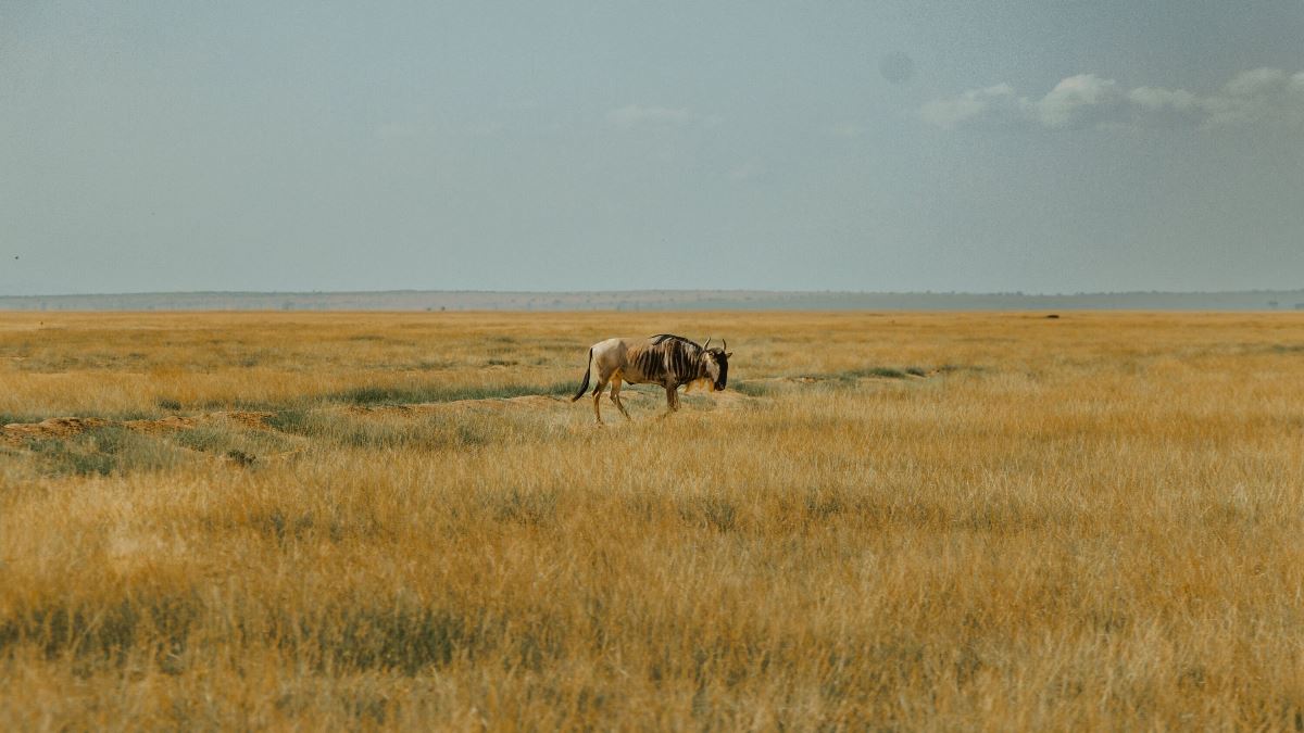 Photograph of a blue wildebeest taken during a wildlife safari game drive in Amboseli National Park, Kenya