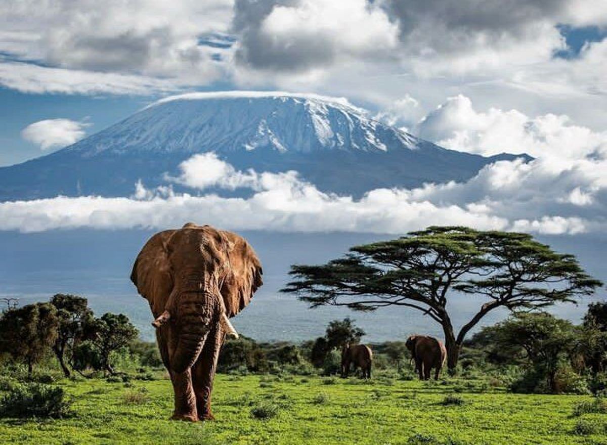 Photograph of an adult elephant taken during a wildlife safari game drive in Amboseli National Park, Kenya