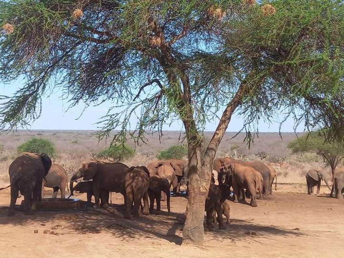 Photograph of a group of elephants taken during a wildlife safari game drive in Tsavo National Park, Kenya