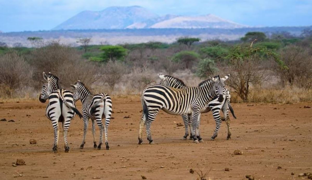 Photograph of zebras taken during a wildlife safari game drive in Tsavo National Park, Kenya