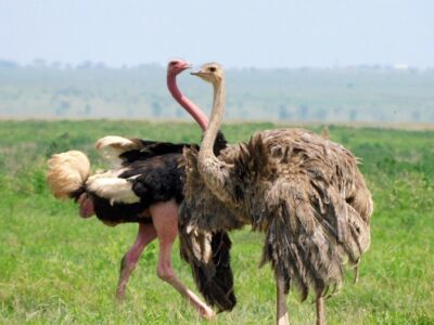 Photograph of a pair of ostriches taken during a wildlife safari game drive in Amboseli National Park, Kenya