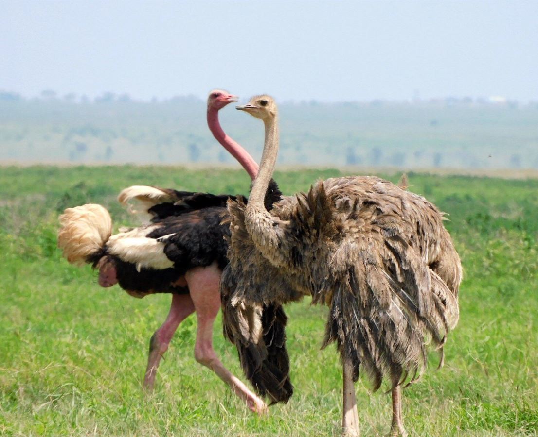 Photograph of a pair of ostriches taken during a wildlife safari game drive in Amboseli National Park, Kenya