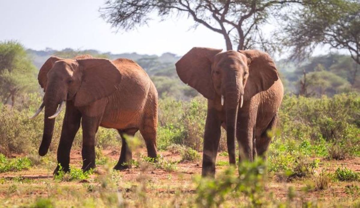 Photograph of a pair of adult elephants taken during a wildlife safari game drive in Tsavo National Park, Kenya