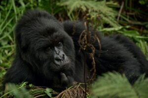 Photograph of an adult gorilla taken during a gorilla tracking tour in Bwindi impenetrable Forest National Park located in South-Western Uganda