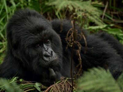 Photograph of an adult gorilla taken during a gorilla tracking tour in Bwindi impenetrable Forest National Park located in South-Western Uganda