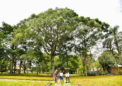 Gardens Photo Pineapple Bay Resort Bulago Island Uganda Central Region 1