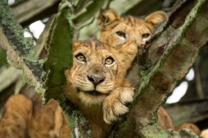 Photograph of a pair of cubs taken during a safari game drive in Queen Elizabeth national Park in Western Uganda